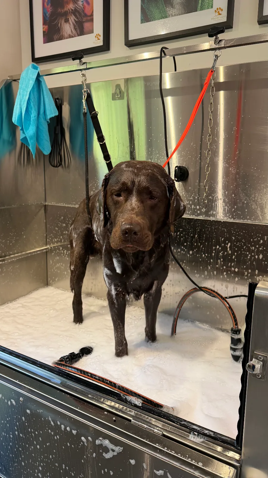 Labrador – Komplettpflege ,Unterwolle entfernt