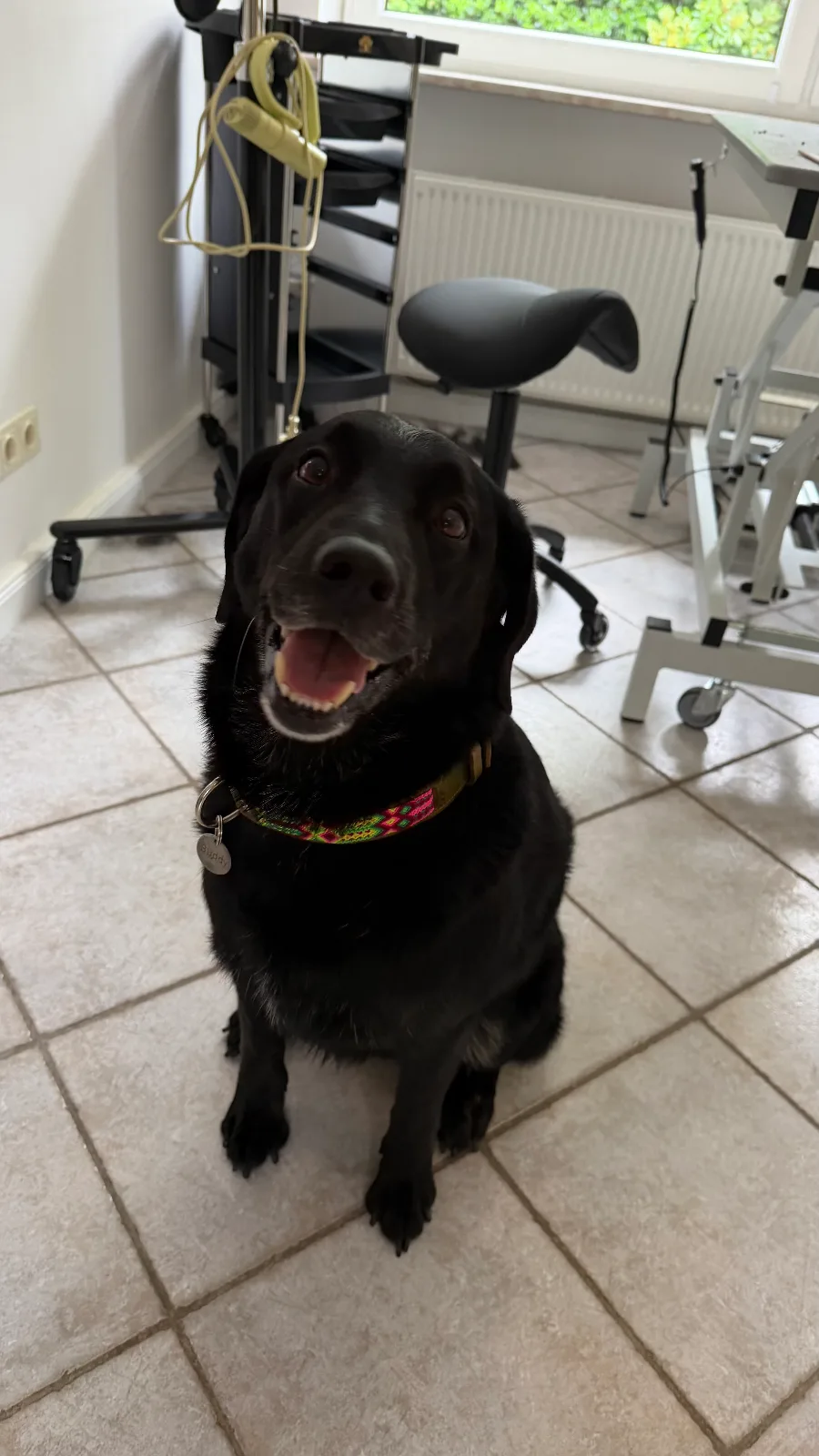 Labrador – Komplettpflege ,Unterwolle entfernt
