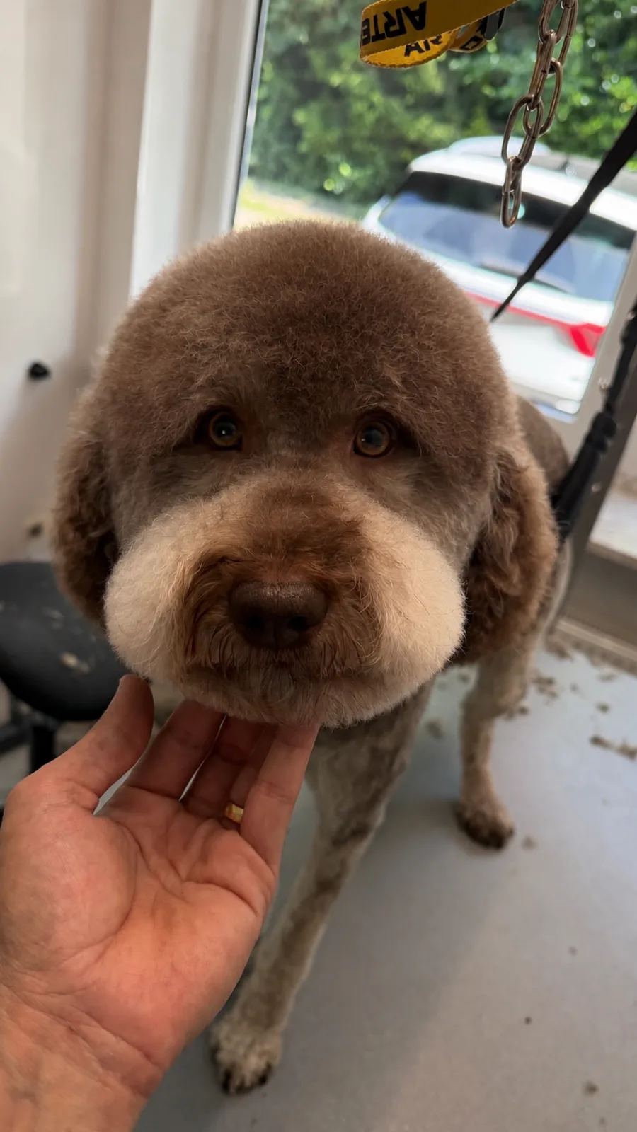 Labradoodle – Waschen & Föhnen & Schneiden