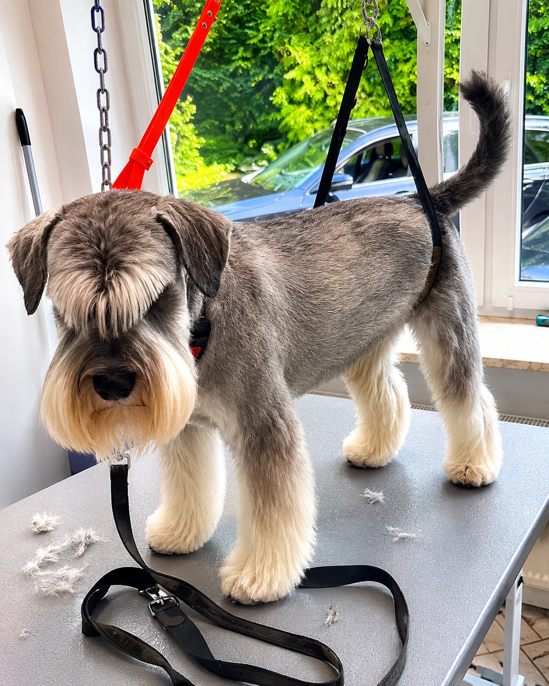 Mittelschnauzer – Trimmen