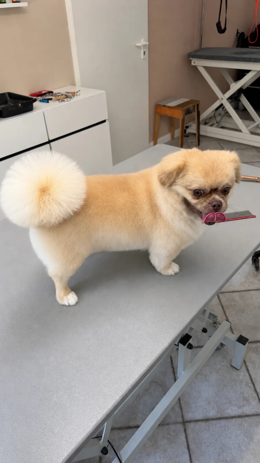 Pekinese-Spitz – Komplettpflege