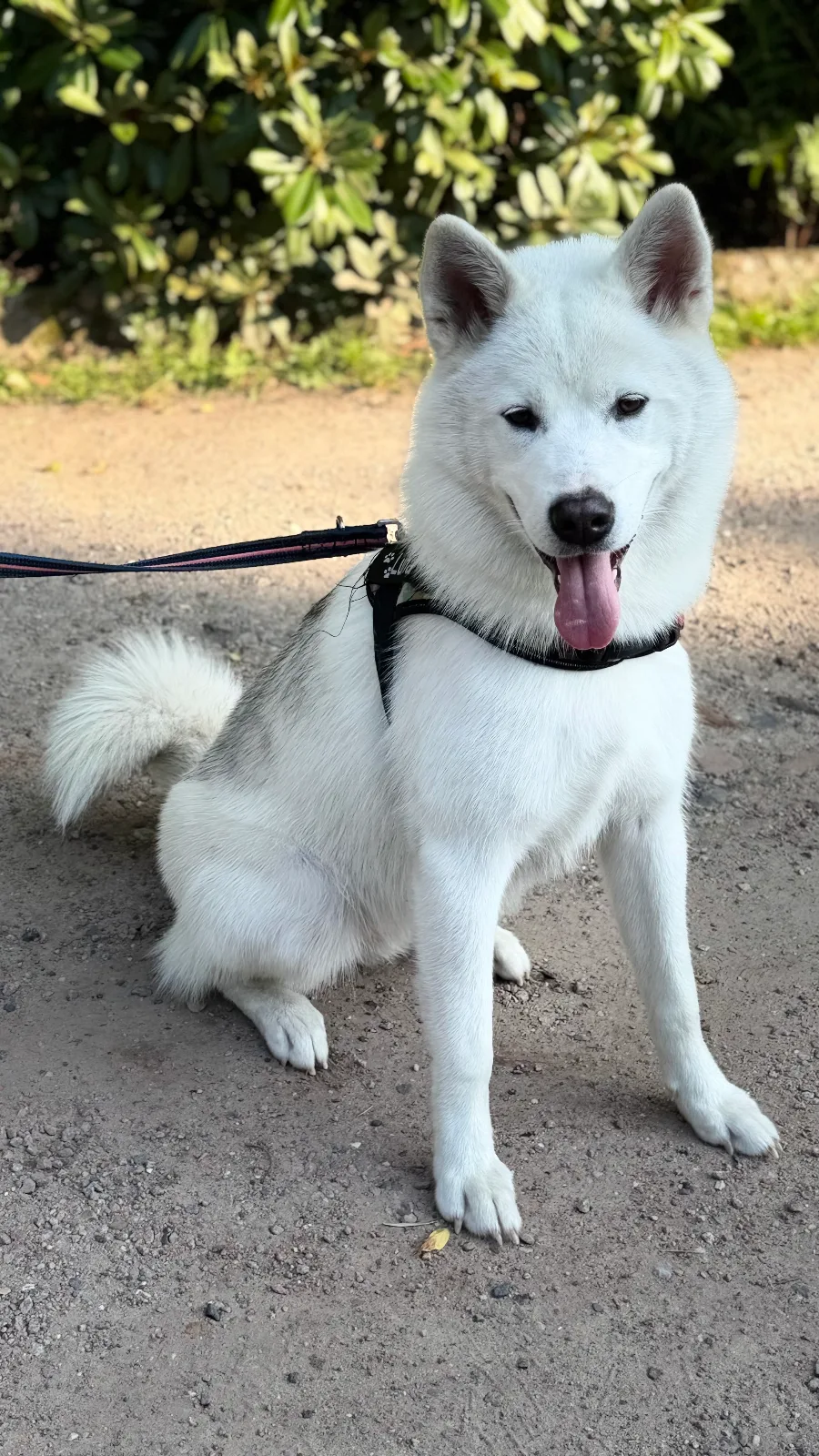 Hasky – Waschen & Föhnen & Unterwolle entfernt
