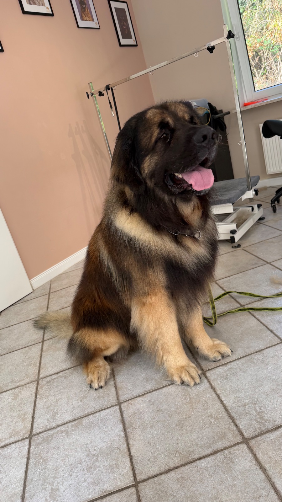 Leonberger  – Unterwolle entfernen 