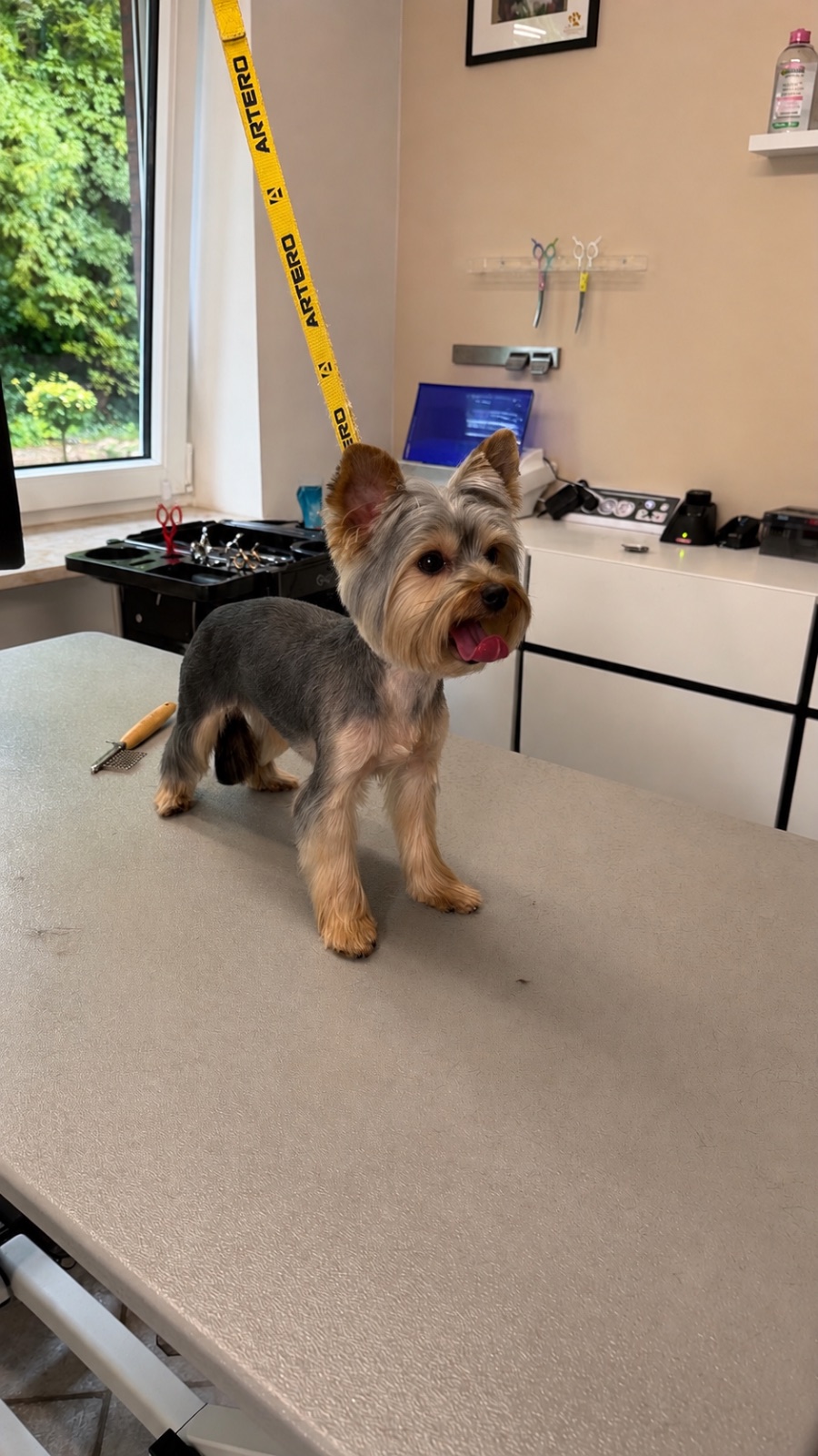 Yorkshire Terrier – Schur & Styling