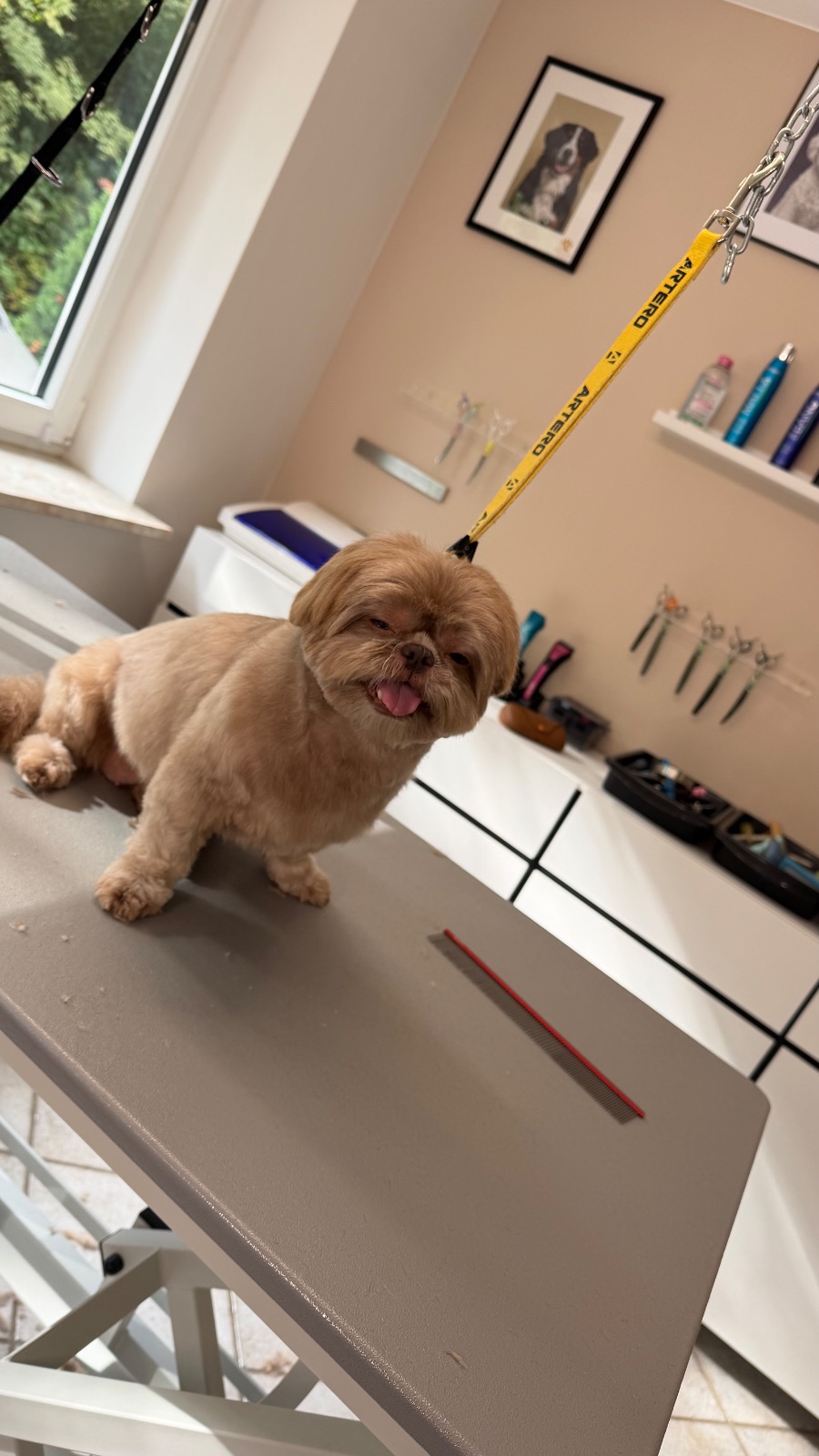 Shih Tzu – Schur & Styling