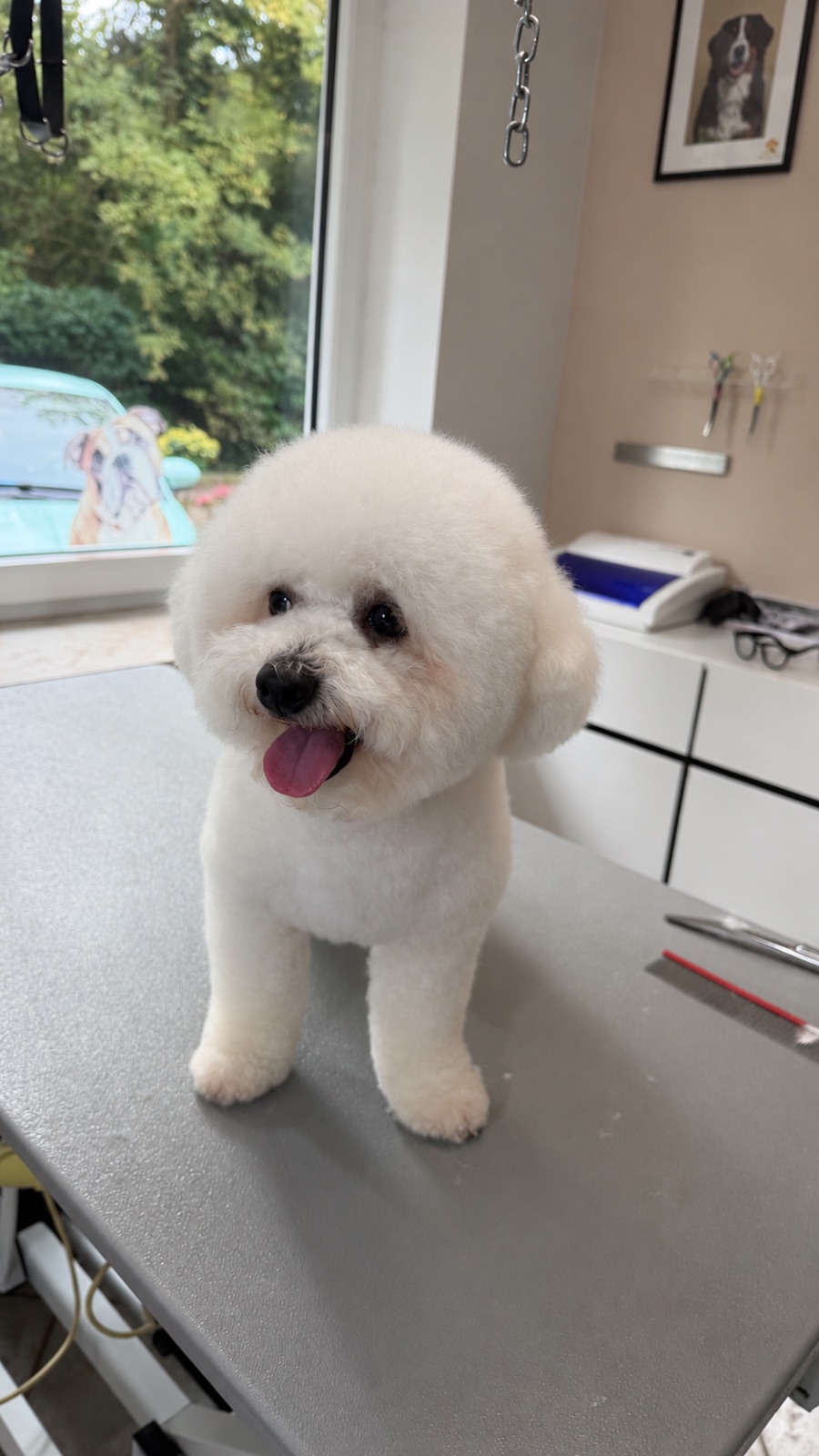 Bichon Frise 