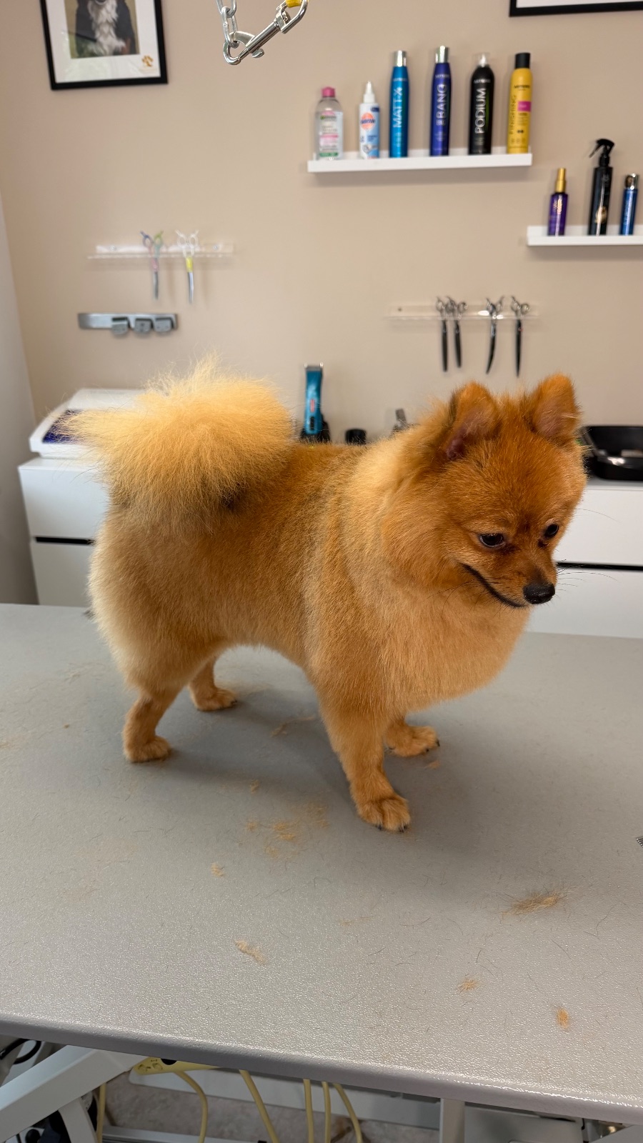 Pomeranian  – Schur & Styling