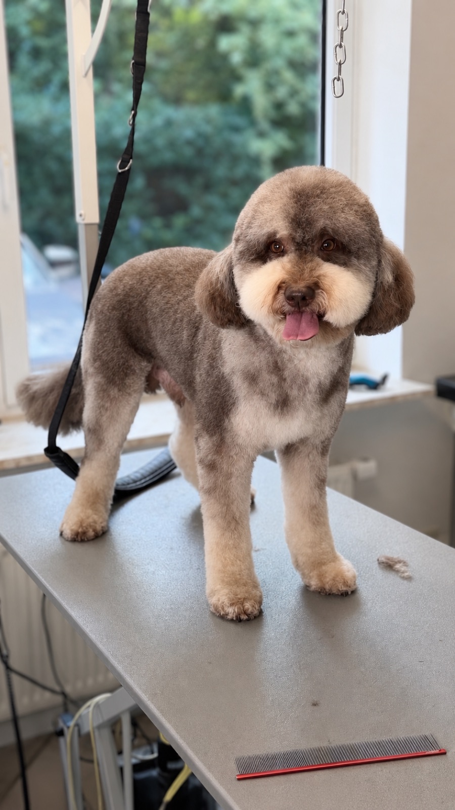 Labradoodle – Schur & Styling