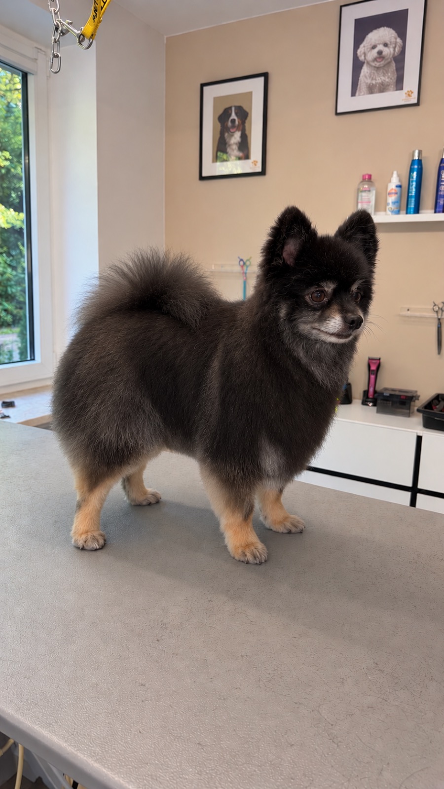 Pomeranian  – Schur & Styling