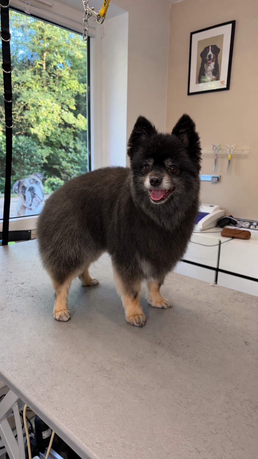 Pomeranian  – Schur & Styling